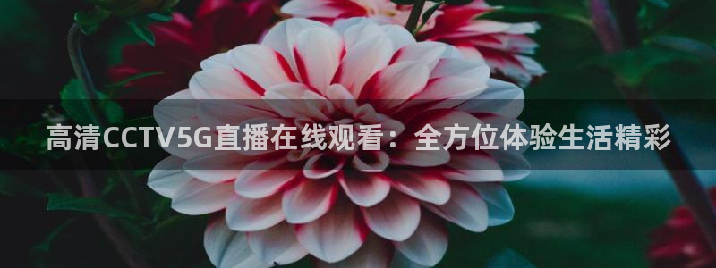88看球免费nba直播