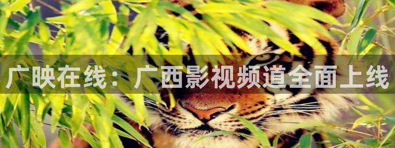 88看球直播入口：广映在线：广西影视频道全面上线